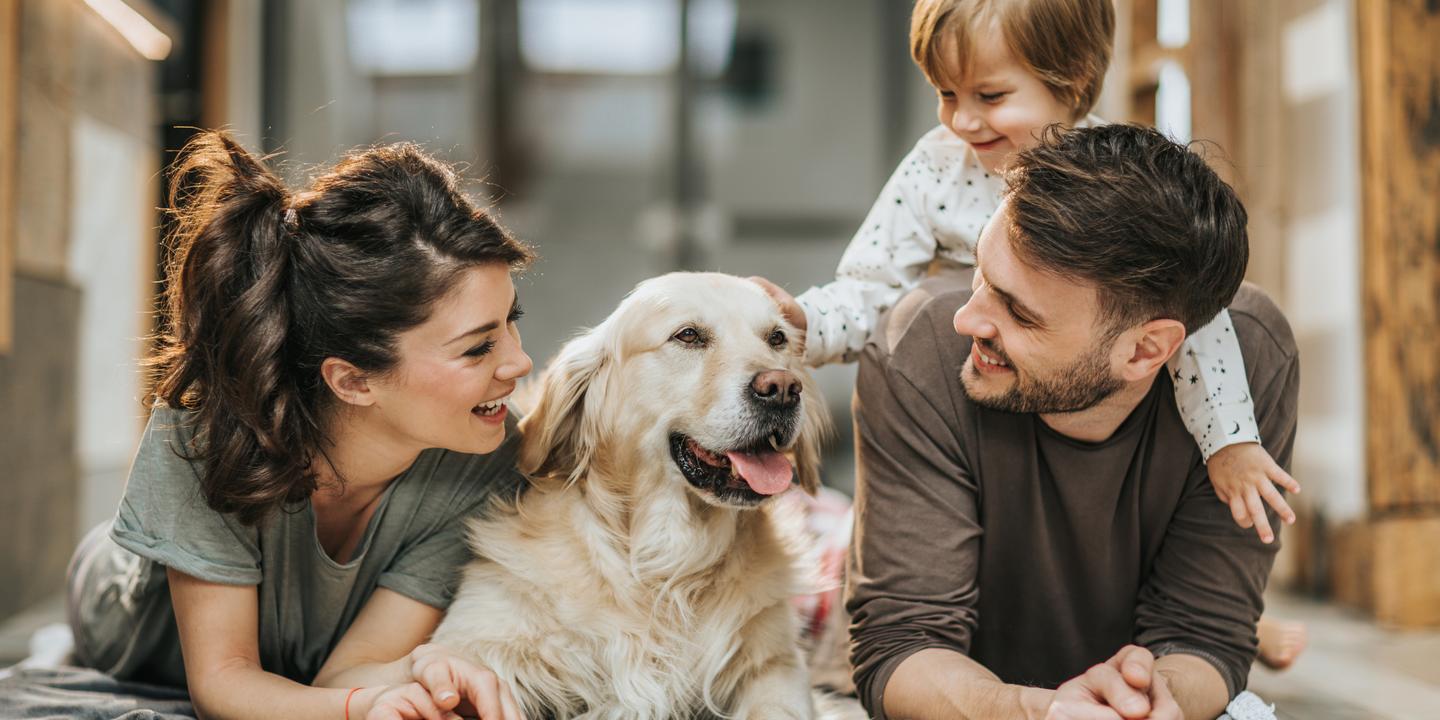 A smiling couple lying on the floor at home with their golden retriever while their toddler climbs on the father&rsquo;s back